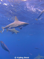 Sharks! by Kipling Brock 